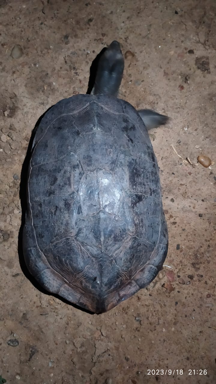 Children rescued a rare endangered turtle in gangavathi