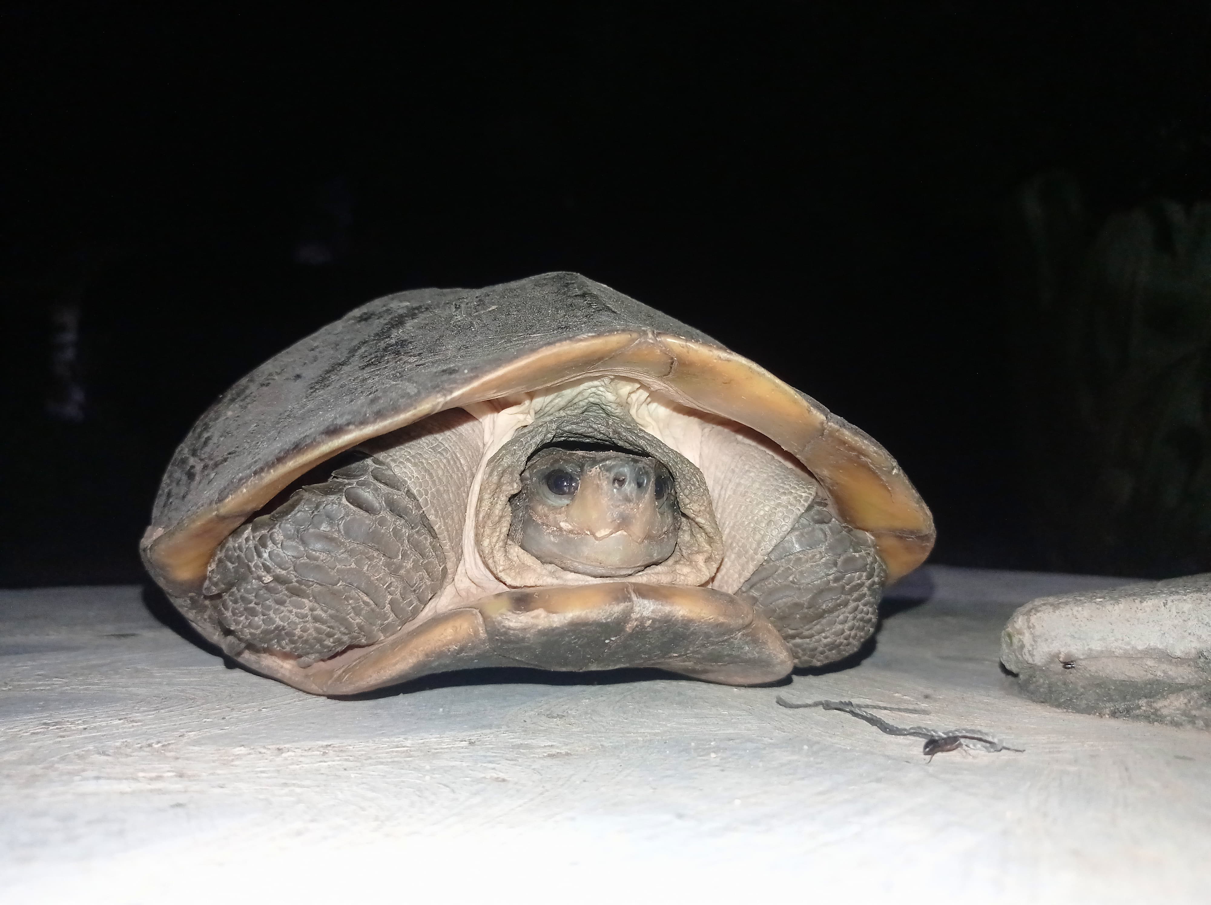 Children rescued a rare endangered turtle in gangavathi