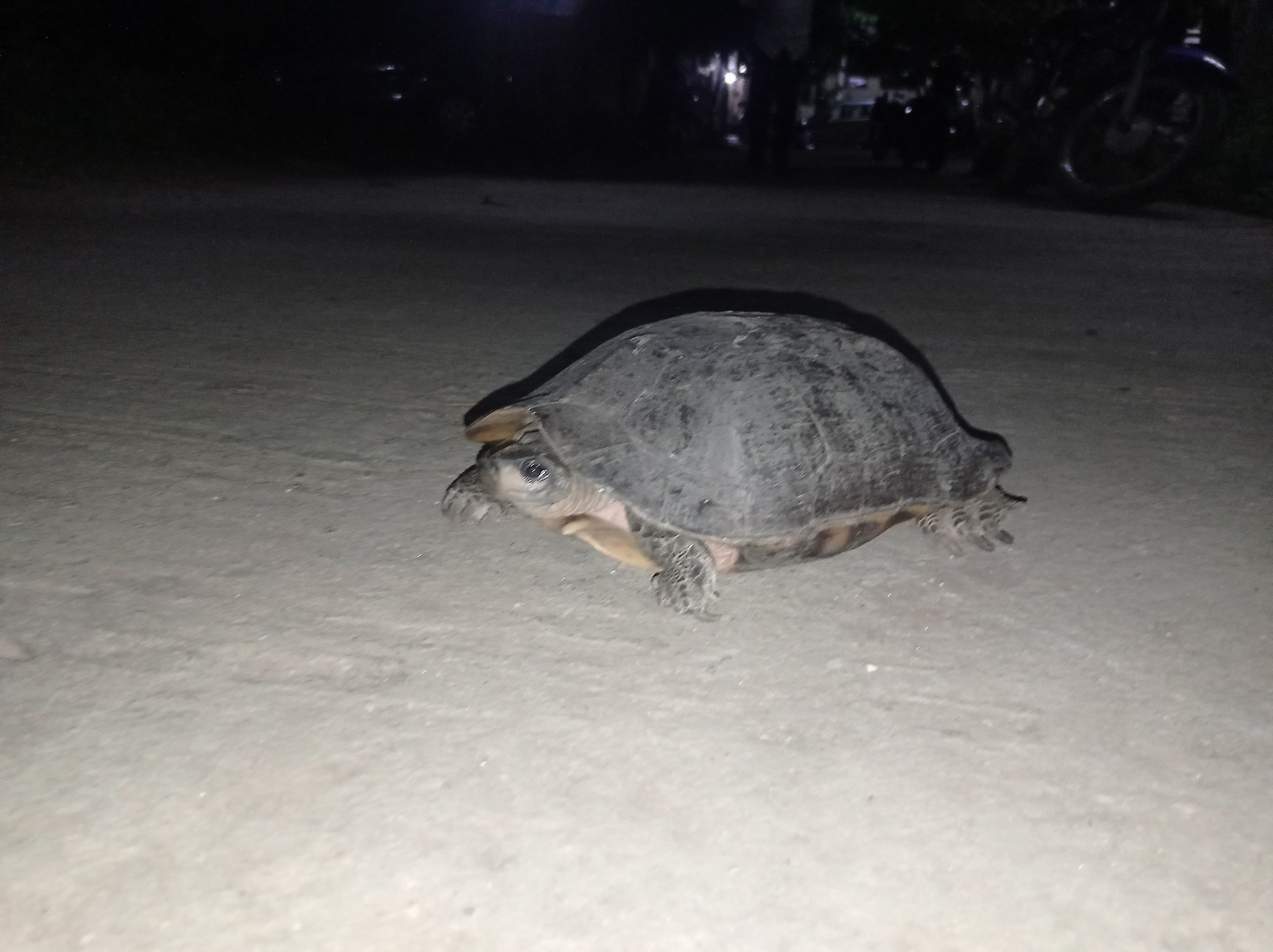 Children rescued a rare endangered turtle in gangavathi