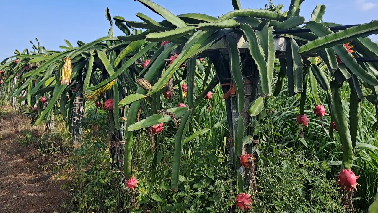 Dragon Fruit Crop In Drought Area