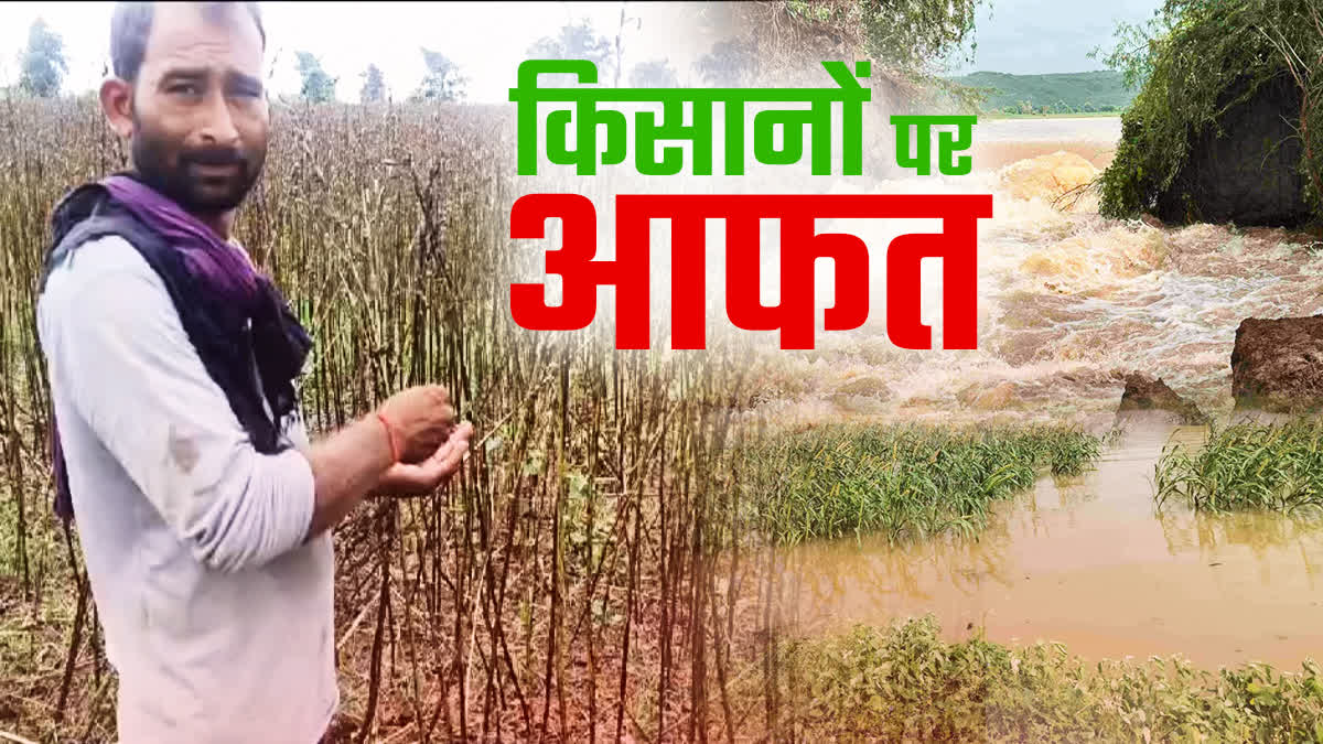 HEAVY RAINFALL SPOILED CROPS BUNDELKHAND