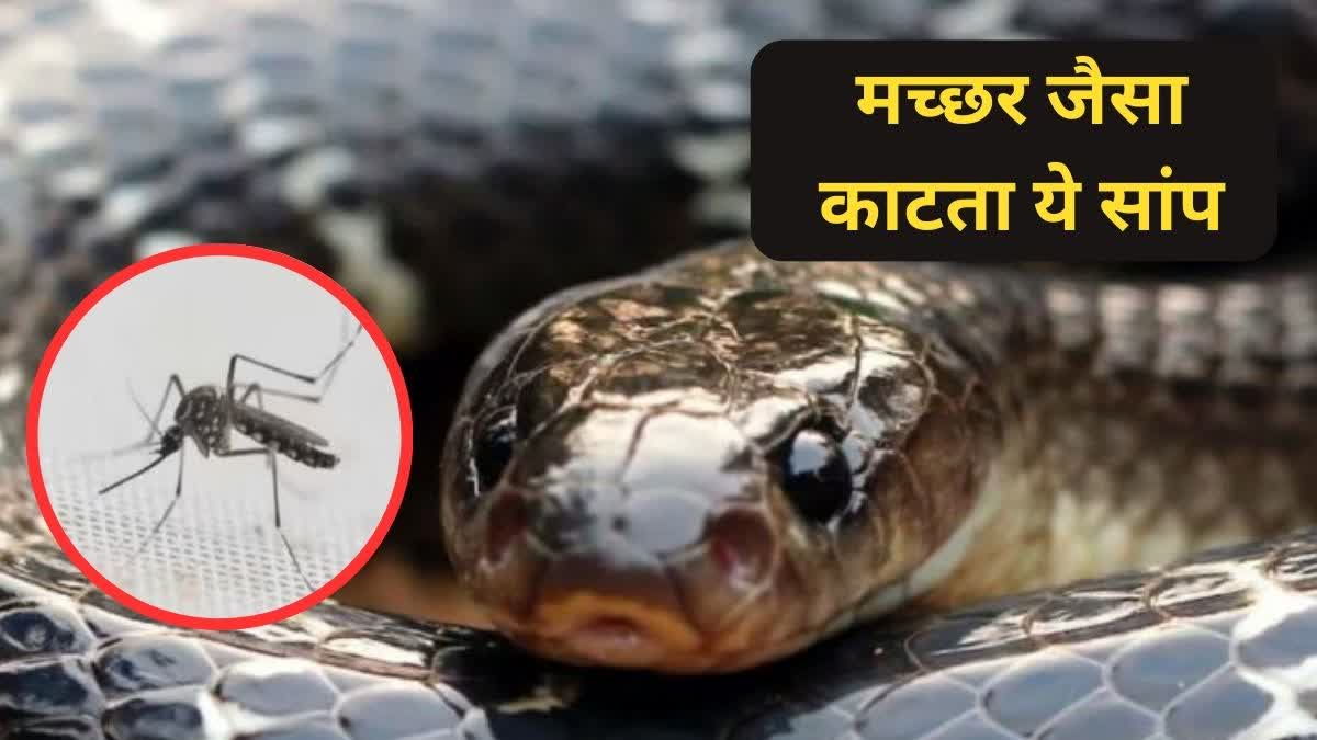 snake-bite-saap-katne-ka-nishan-poisonous-snakes-in-india-krait-snake-bite-symptoms-signs-treatment-in-hindi