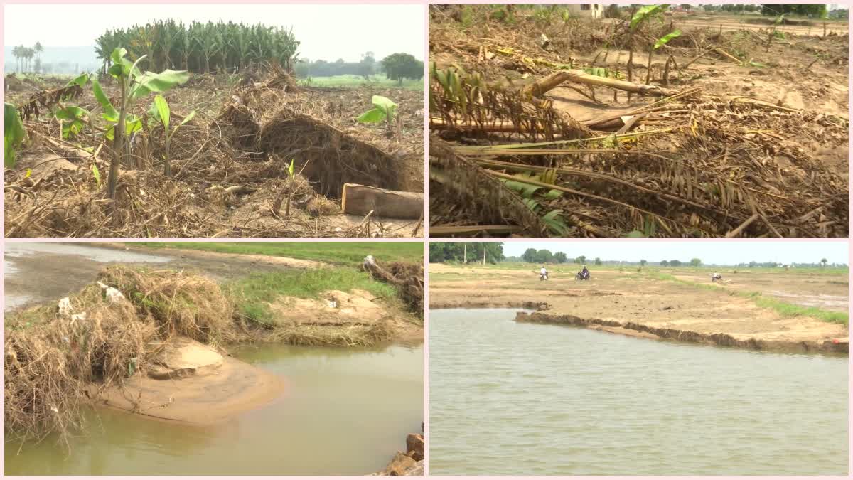 Crop Damage in Munneru Floods