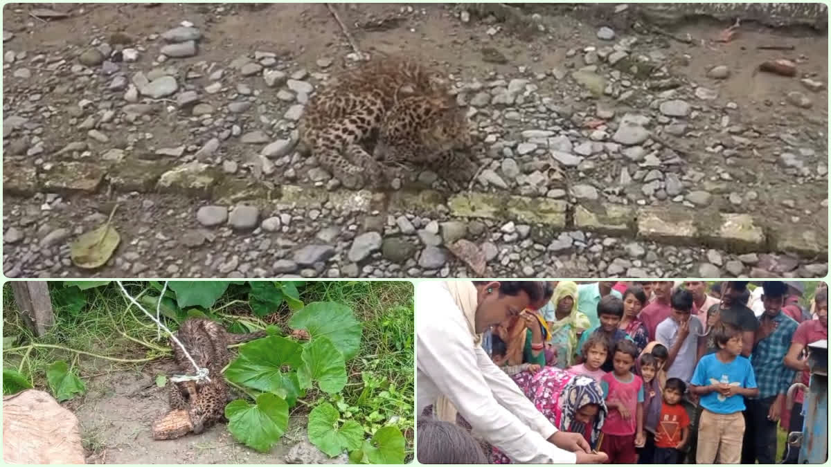 Leopard cub found in a field in Laksar