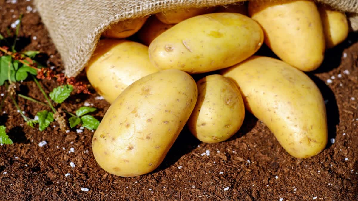 Potato for Health News