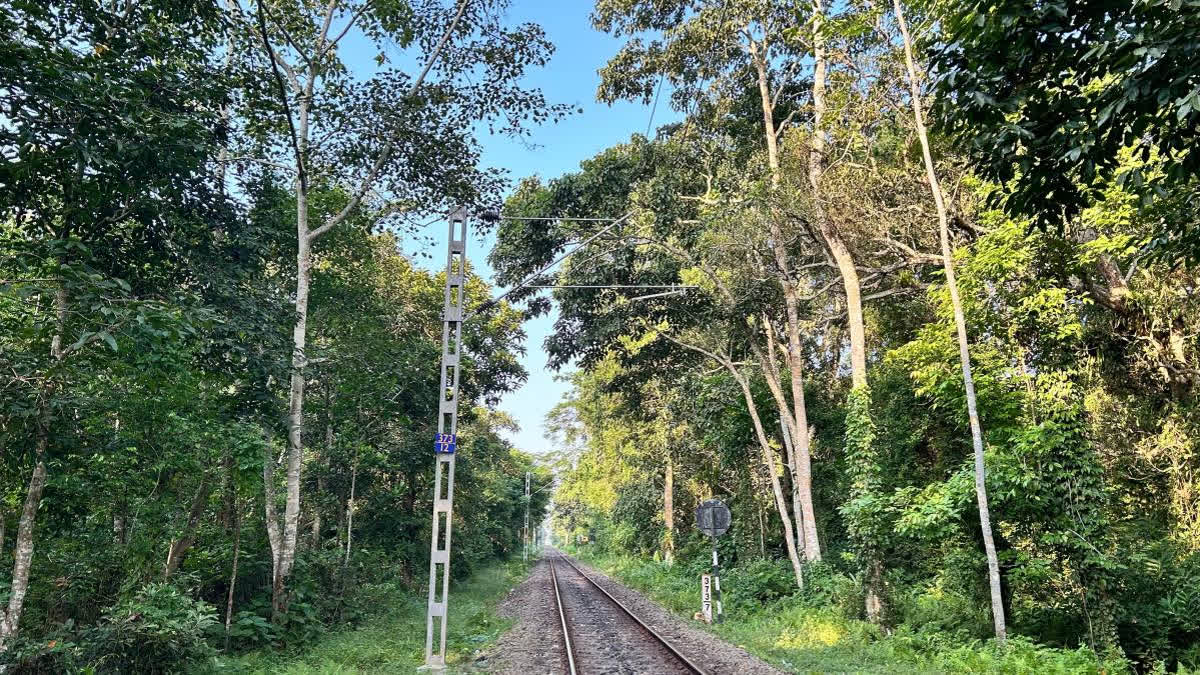 The railway track that passes through the Hollongapar Gibbon Wildlife Sanctury