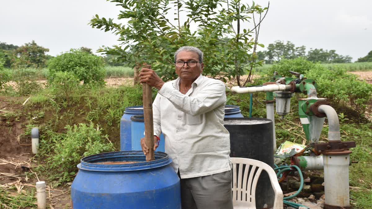 71 વર્ષીય ખેડૂત એવા અમૃતભાઈ ભગુભાઈ પટેલે પ્રાકૃતિક ખેતી અપનાવી