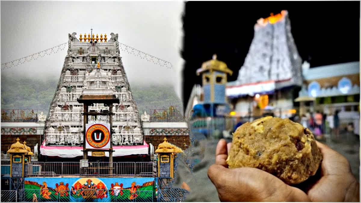 Animal Fat In Tirupati Laddus