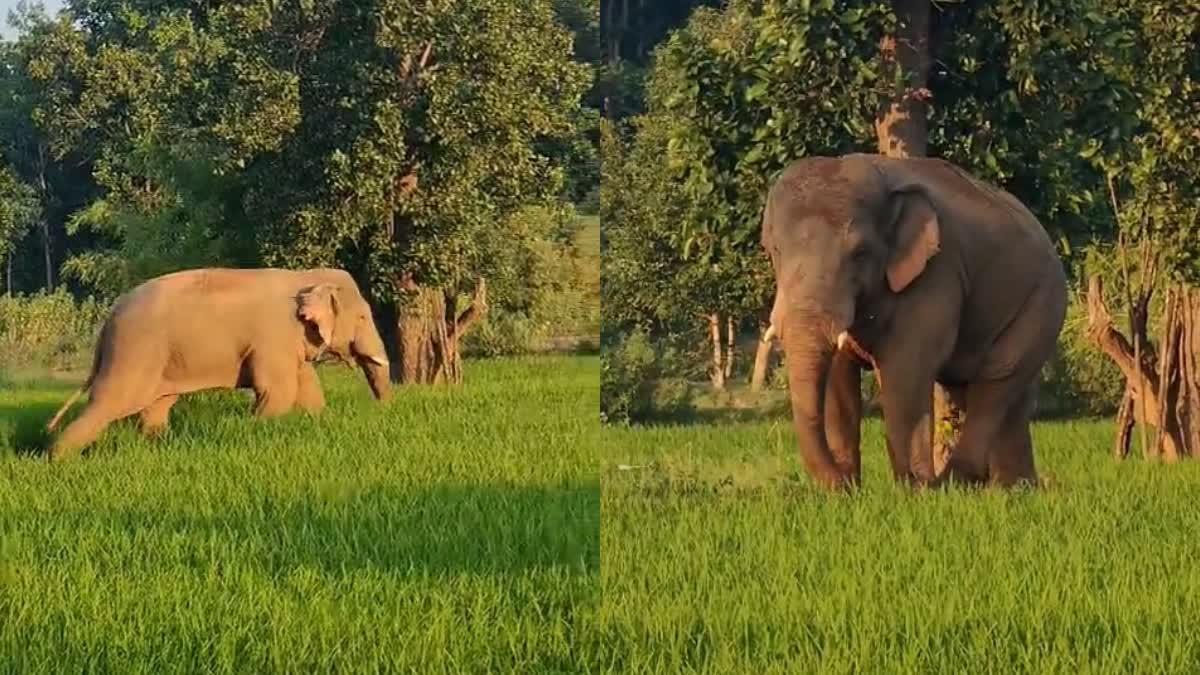 Wild elephant rampage in many blocks of Latehar district