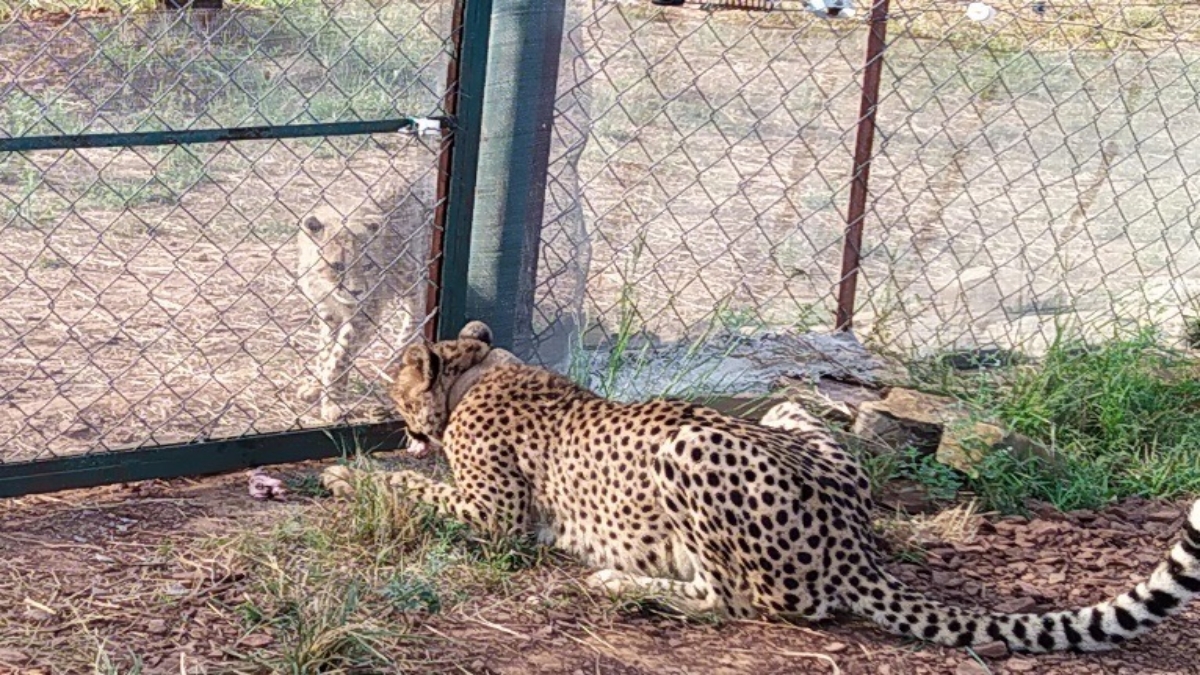 KUNO NATIONAL PARK CHEETAH PROJECT