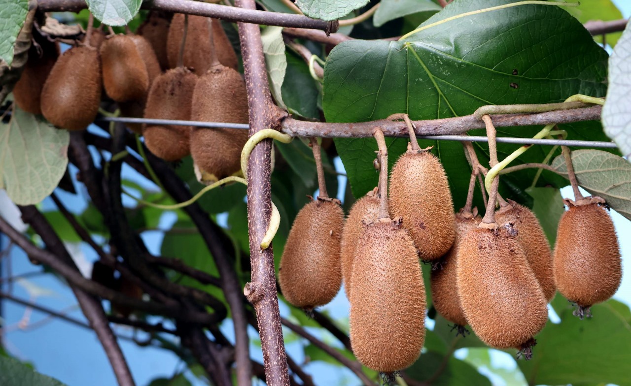 Chamoli Kiwi Farming