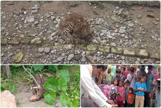 Leopard cub found in a field in Laksar