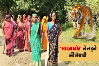 Tiger in Bettiah