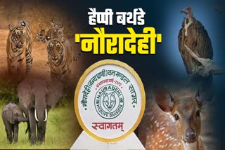 mp largest tiger reserve nauradehi