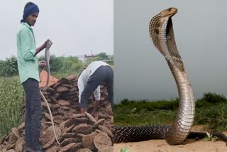 SHIVPURI 8 FEET LONG SNAKE RESCUE