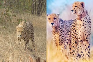 KUNO NATIONAL PARK CHEETAH PROJECT