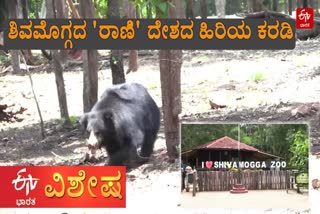 OLDEST BEAR IN SHIVAMOGGA