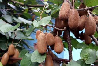 Chamoli Kiwi Farming