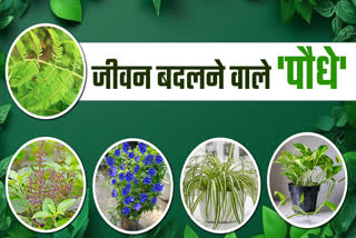 Lucky Plants For Home Vastu Tips