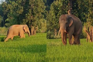 Wild elephant rampage in many blocks of Latehar district