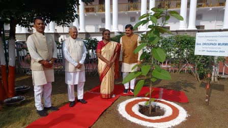 PRESIDENT PLANTED KADAMBA TREE