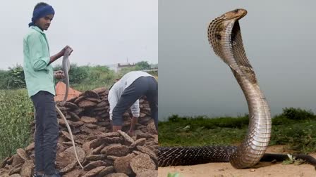 SHIVPURI 8 FEET LONG SNAKE RESCUE