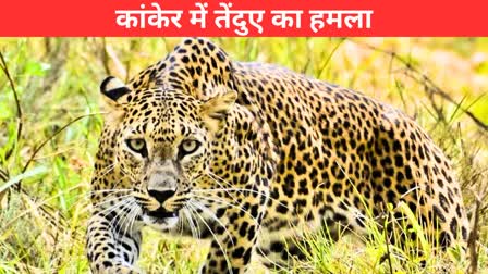 Leopard attacks in kanker