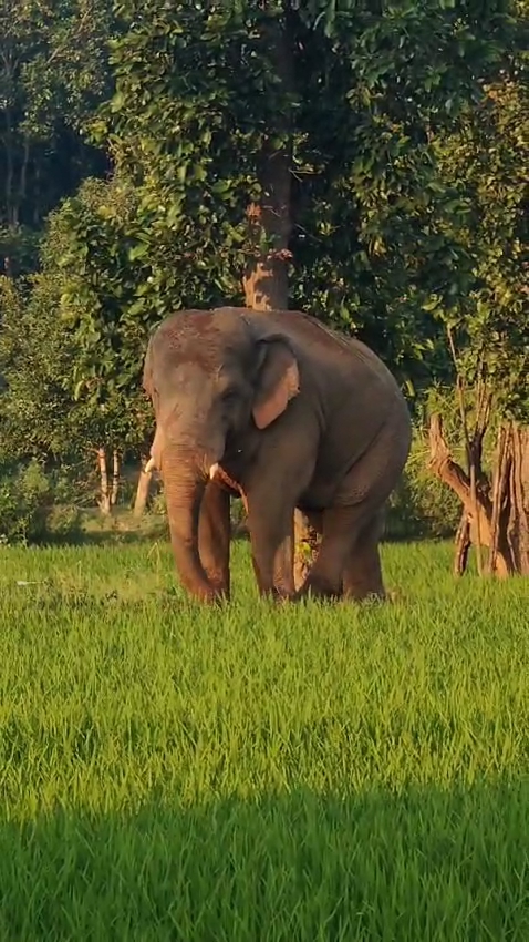 Wild elephant rampage in many blocks of Latehar district