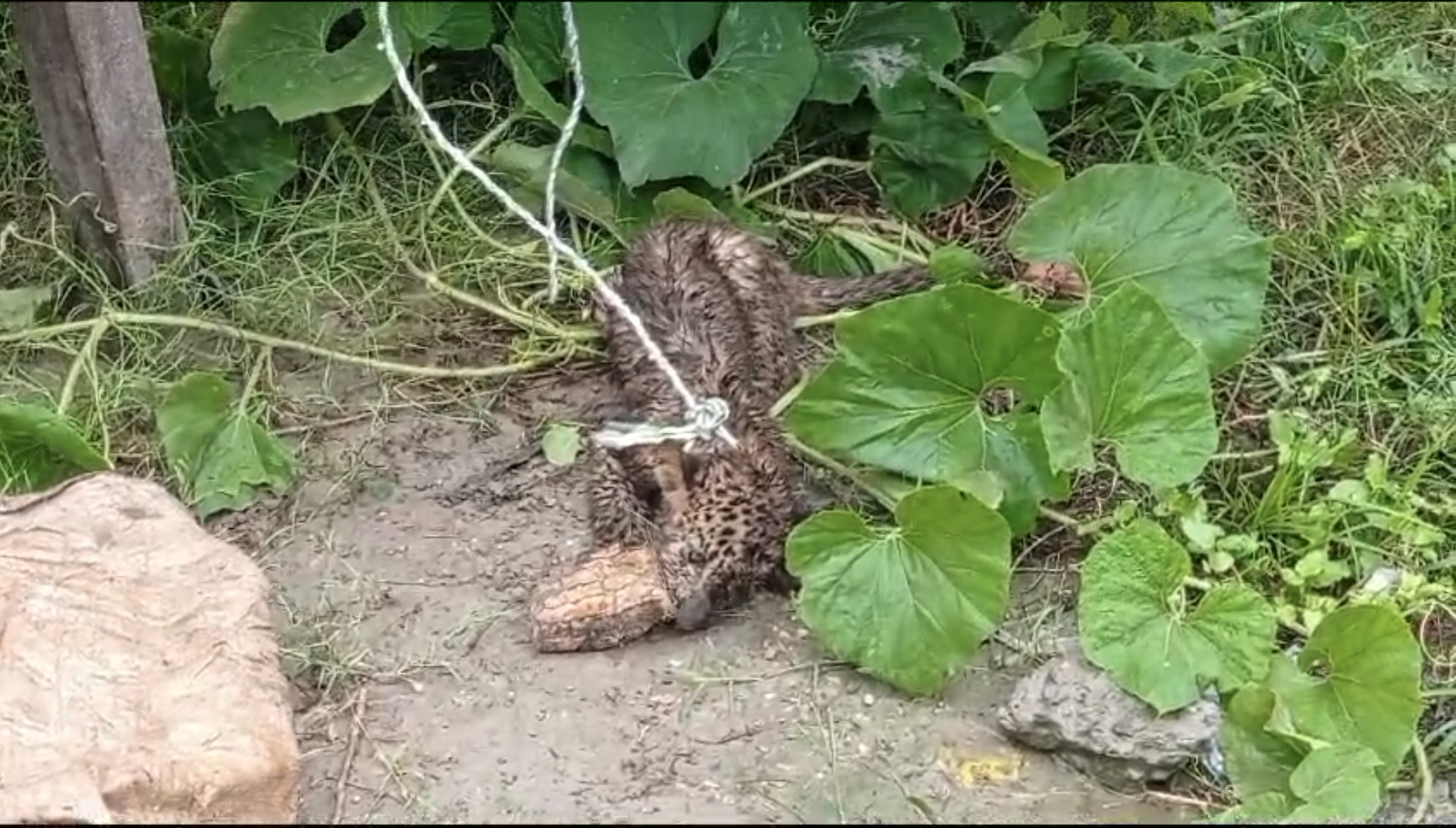 Leopard cub found in a field in Laksar