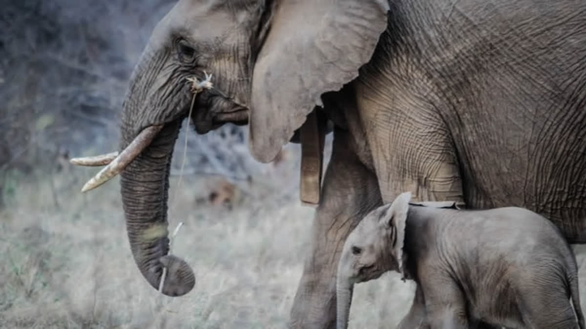 Enraged by calf death by drowning  mother elephant kills two villagers in Jhargram  കുട്ടിയാന മുങ്ങി മരിച്ചു  2 ഗ്രാമീണരെ ഓടിച്ചിട്ട് കൊന്ന് തള്ളയാന  ഓടിച്ചിട്ട് കൊന്ന് തള്ളയാന  തള്ളയാന ഗ്രാമവാസികളെ കൊന്നു  തള്ളയാന ഗ്രാമവാസികളെ ആക്രമിച്ചു കൊന്നു  പശ്ചിമ ബംഗാളില്‍ ആന രണ്ട് ഗ്രാമവാസികളെ കൊന്നു  ആന ഗ്രാമവാസികളെ ആക്രമിച്ചു