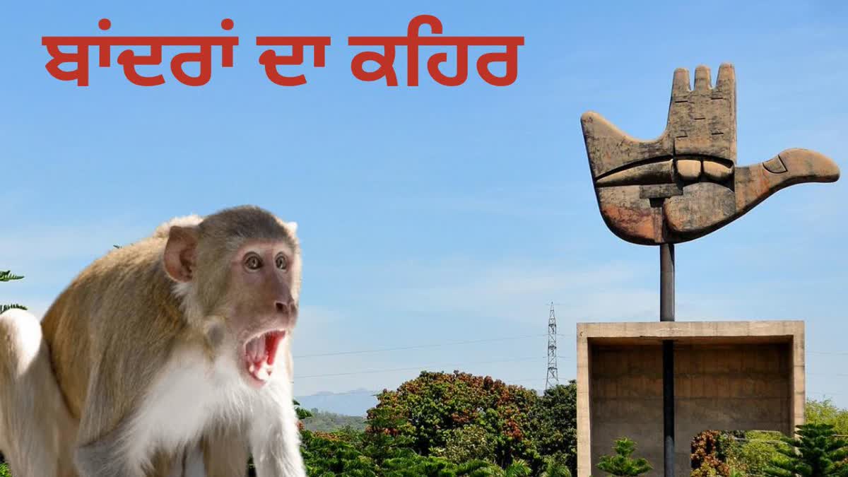 Monkey Fury In Chandigarh
