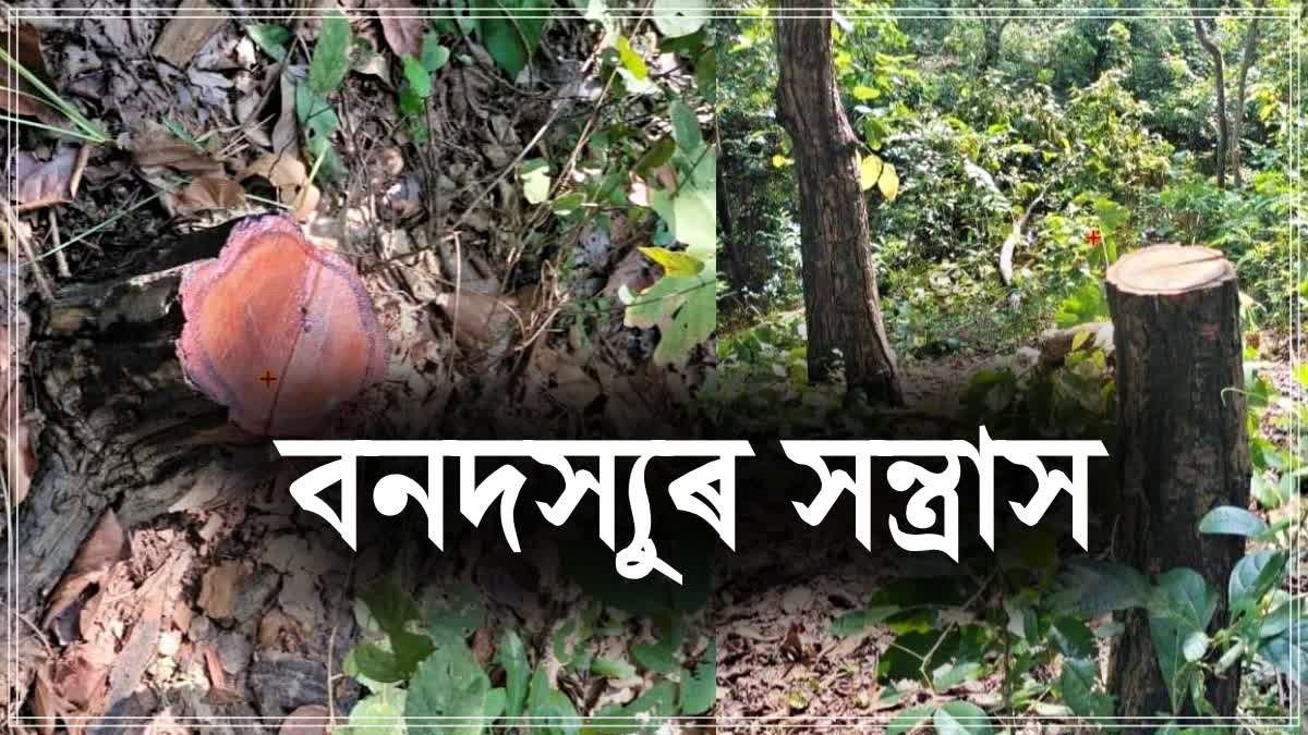 Poachers cut down trees from Balipara Reserve Forest