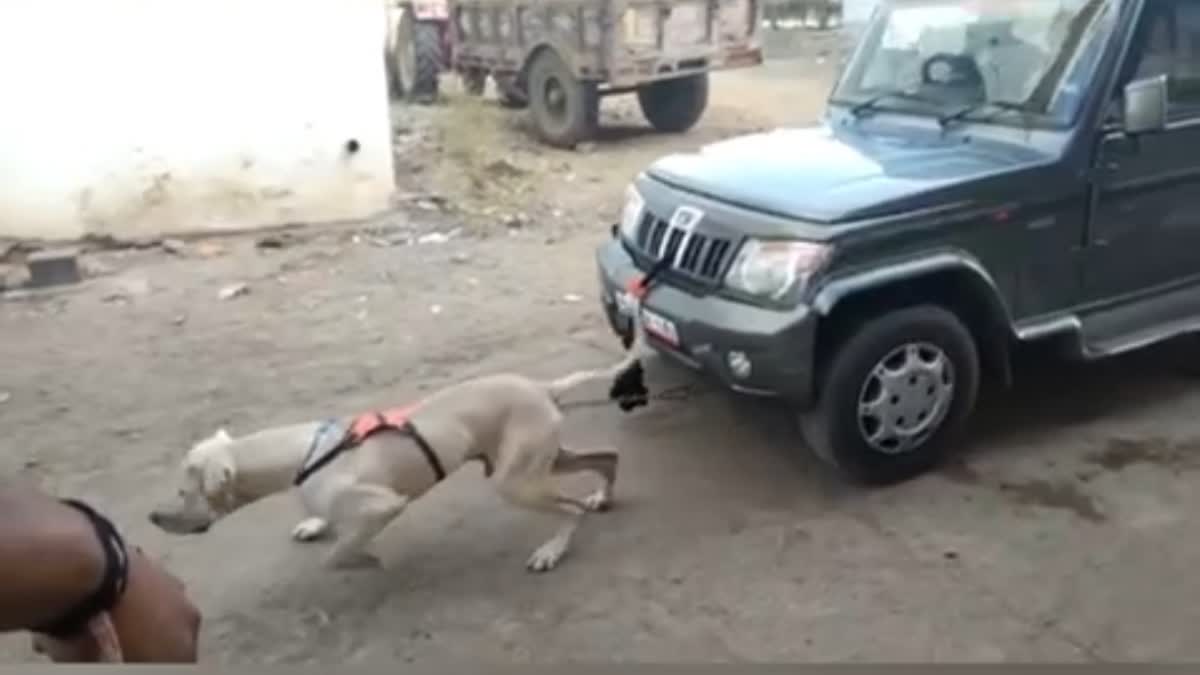 Dog killed in Bhopal training center