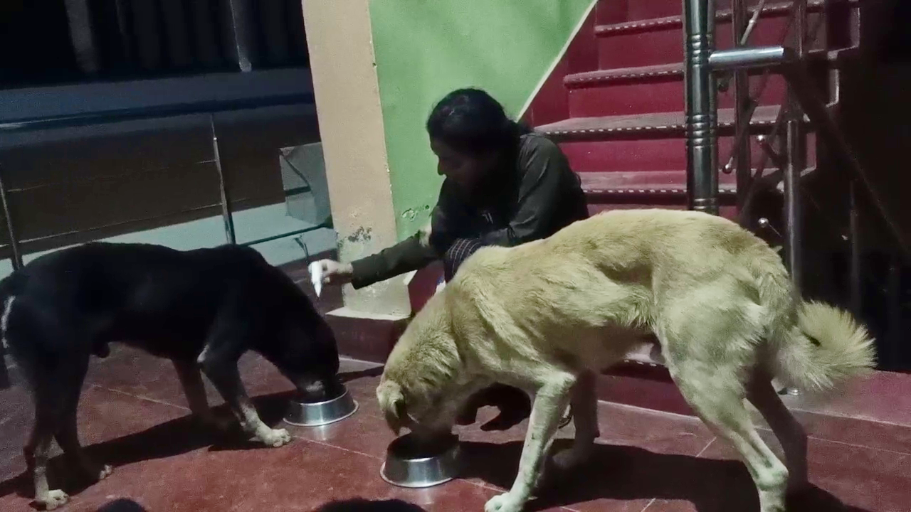 Khushi Nautiyal Doing Treatment of Stray Dogs