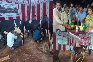 cow-milking-competition-at-chamarajanagar