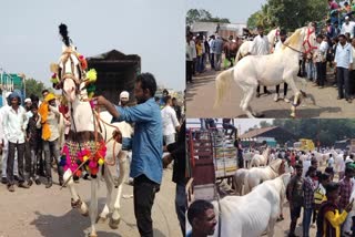 350 Years Old Yeola Horse Market