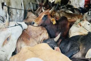 Gwalior Cow Smuggling