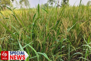 Paddy Cultivation