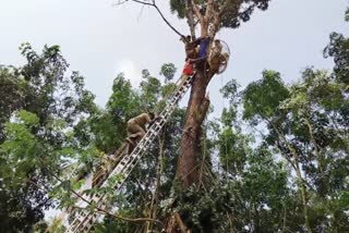 Man Stuck On Tree In Kozhikode  Man Stuck On Tree While Trying To Tree Cutting  How to Climb a tree  Why Trees are largely Cutting Down  Deforestation In Kerala Recent Years  മരത്തില്‍ കയറിയ തൊഴിലാളിക്ക് ശാരീരികാസ്വസ്ഥ്യം  മരത്തില്‍ കയറിയ ആള്‍ക്ക് ശാരീരികാസ്വസ്ഥ്യം  അഗ്നിശമന സേനയിലെ തൊഴിലവസരങ്ങള്‍  ഫയര്‍ ആന്‍റ് റെസ്‌ക്യു വിഭാഗത്തിന്‍റെ ജോലികള്‍  മരത്തിന് മുകളില്‍ കുടുങ്ങിയ ആളെ എങ്ങനെ രക്ഷിക്കാം