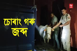 Smuggled Cattle Seized at Abhayapuri