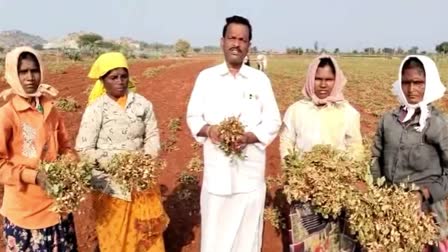 Groundnut Farmers Removing Crop