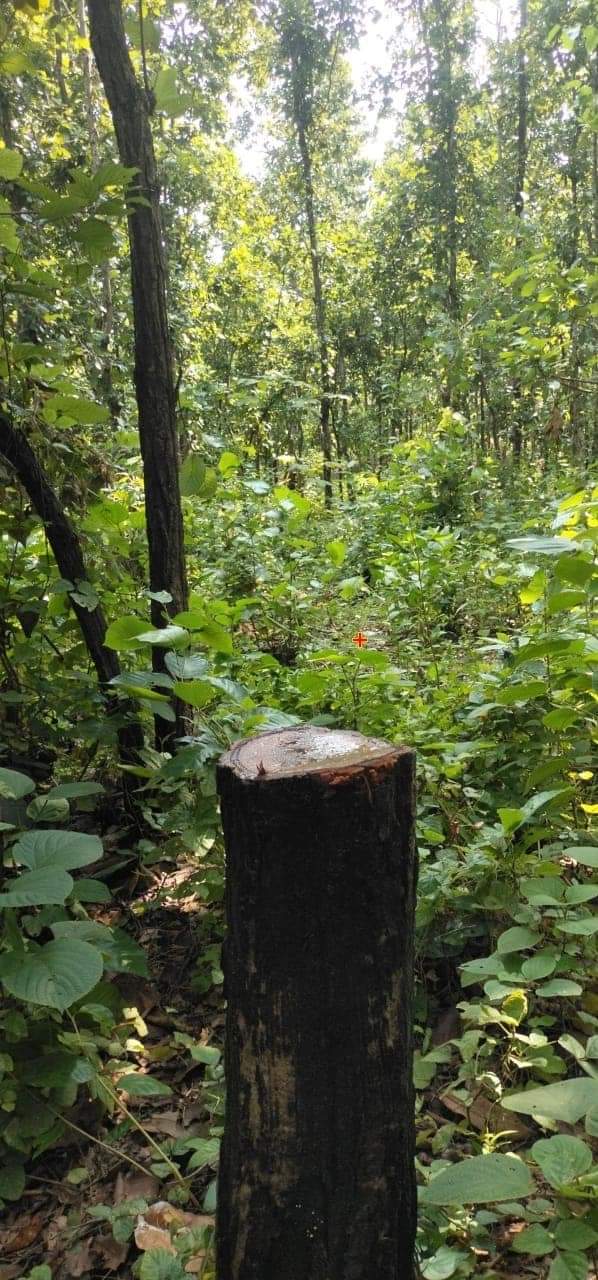 Poachers cut down trees from Balipara Reserve Forest