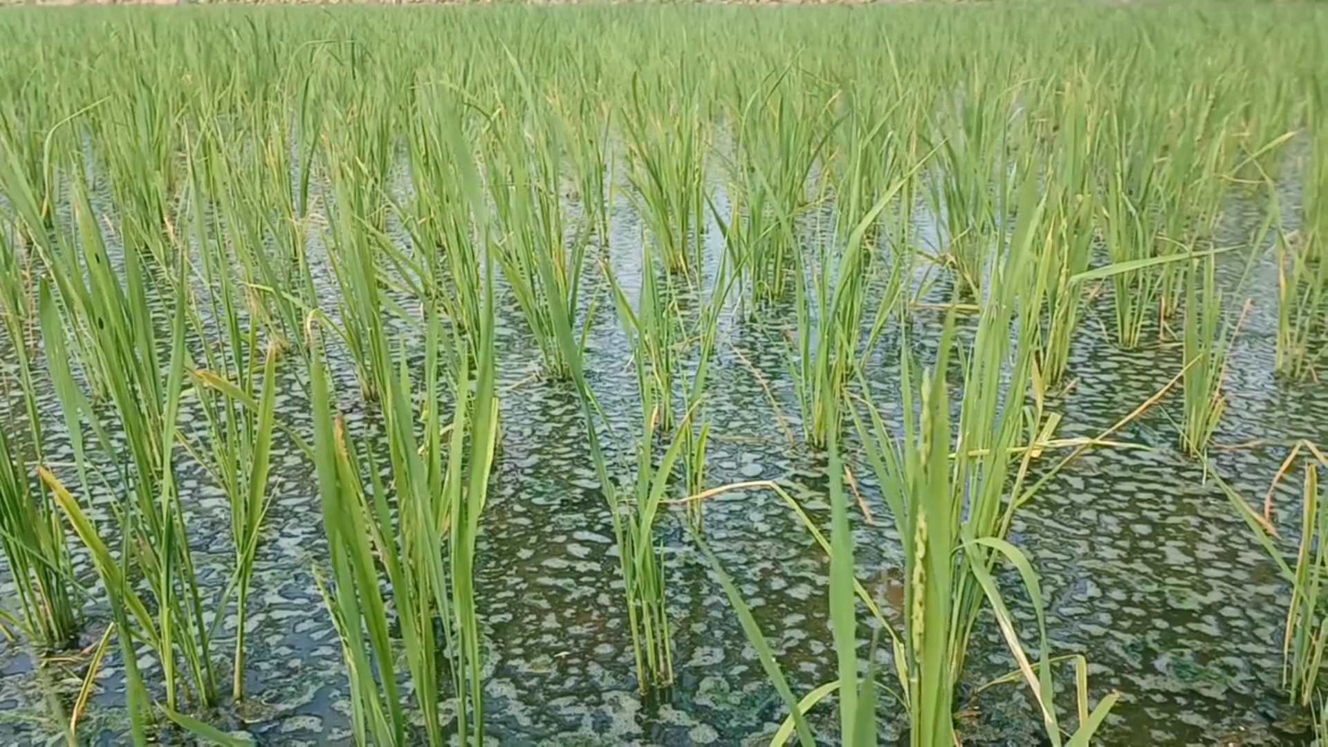 அரூர் விவசாய வயல்களில் வேளாண் ஆராய்ச்சியாளர்கள் ஆய்வு