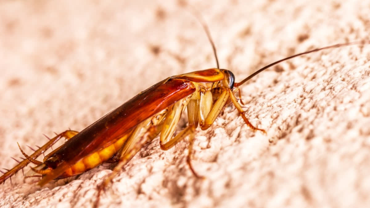 A live cockroach was removed from the intestine of a 23-year-old man in Delhi