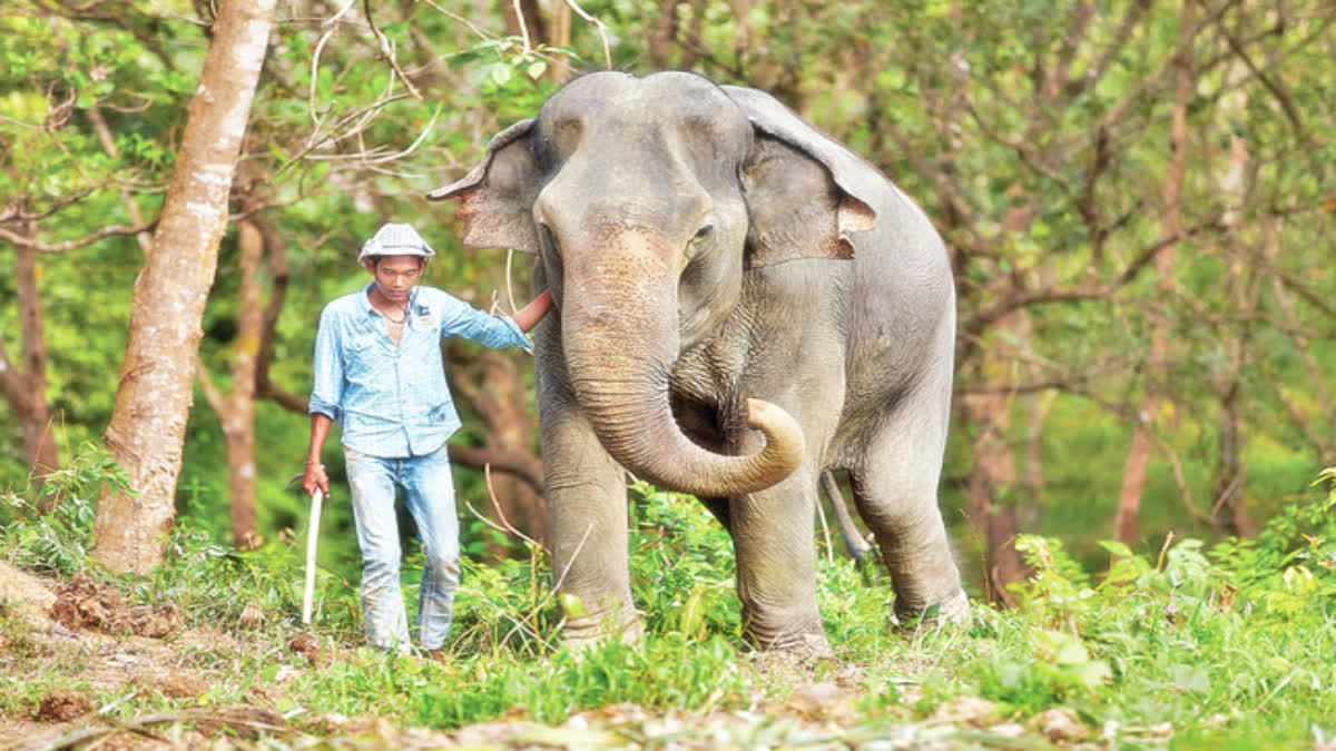 Kumki Elephants Training