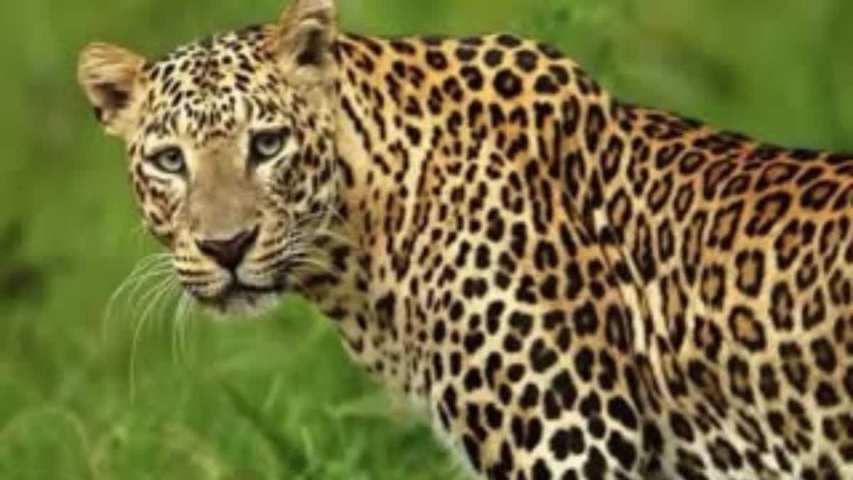 CHAMPAWAT LEOPARD ATTACK