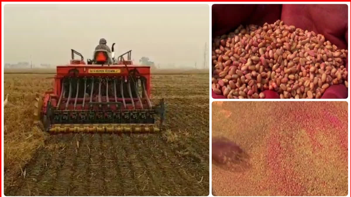 sowing wheat in Haryana