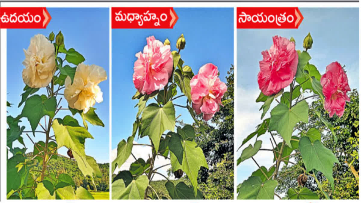 hibiscus_flower_changing_three_colour_in_one_day_in_srikakulam_district