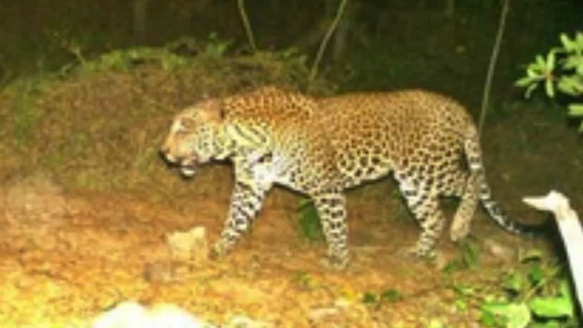 leopard allegedly spotted near Miyapur Metro Station in hyderabad stir among residents