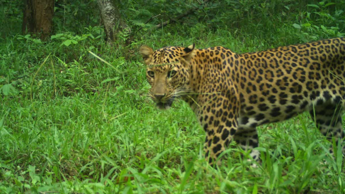 leopard attack in Coimbatore